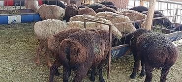 Продаю | Ягненок | На забой, Для разведения