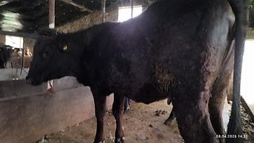 кулак тай: Продаю | Бык (самец) | На откорм — 10