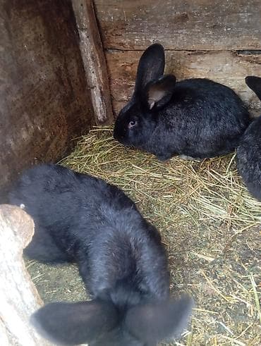 кролик баран: Продаю | Кролик самец | Белый великан | Для разведения | Племенные — 2