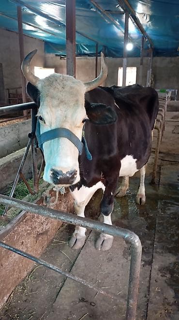 маточное молоко: Продаю | Корова (самка) | Для молока | Привязанные — 2