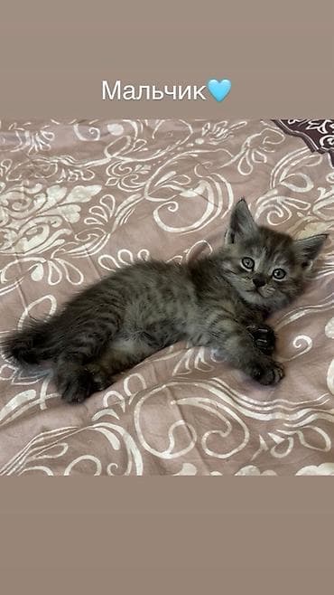 Британская короткошёрстная, 1 месяц, Мальчик, Серый, Метис, Приучена к лотку — 9