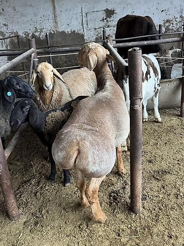 желчные камни крс бизнес: Продаю | Овца (самка) — 3