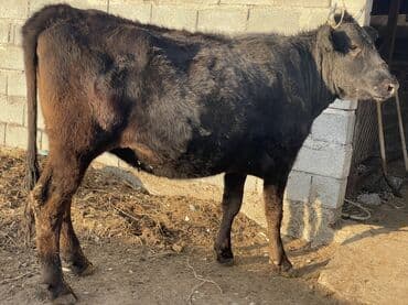 племенные коровы молочные купить: Продаю | Корова (самка) | Для разведения, Для молока | Племенные, Стельные, Искусственник — 4