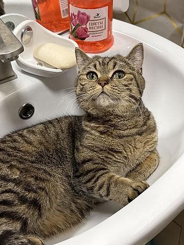 Отдам даром кошку: Скотиш Страйт (Шотландская прямоухая), 1 год, Девочка, Приучена к лотку — 1