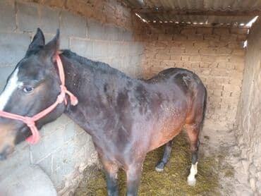 Продаю | Кобыла (самка) | На забой, Для разведения, Рабочий