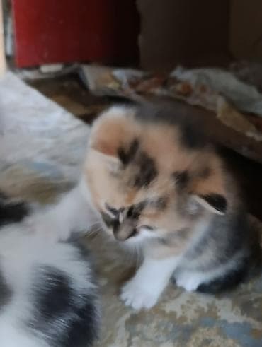 абиссинский кот: Котята, длинношёрстные, домашние. Окрас: белый и белый с серо-чёрными — 5