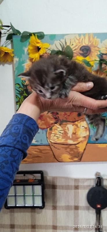 уй сатылат бишкек 2022: Мейн-Кун 🥰. Раннее бронирование ❤️ Осталась одна шикарная — 5