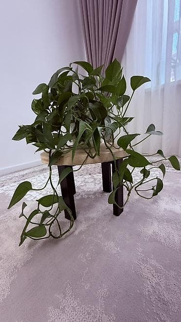 монстры: Плющеподобные лианы эпипремнум (Pothos/Scindapsus) в горшках. - Два — 4