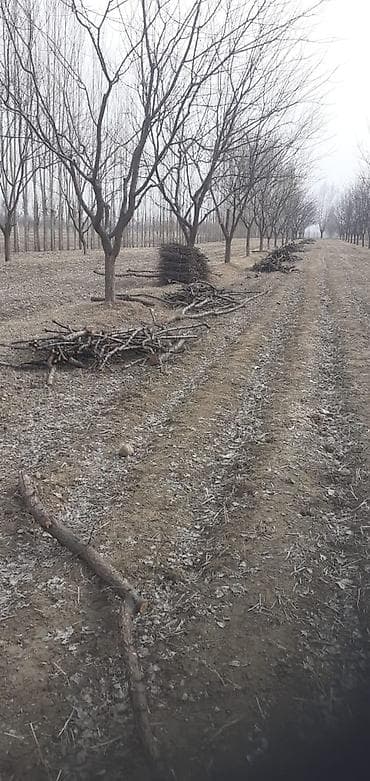 Honda Stepwgn: 2003 г., 2 л, Автомат, Бензин, Минивэн