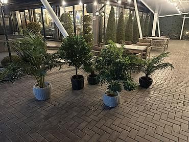 простой: Декоративные напольные растения в кашпо для интерьера и террас - — 3