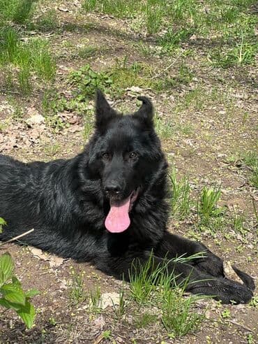 Ит кууту: Немис овчаркасы, 1 жаш, Эркек, Эмделген, Ит тегин тастыктоочу документ — 1