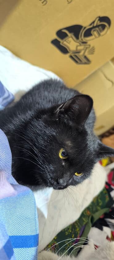 золотая шиншилла бишкек: Кошка даром: Беспородная, 4 месяца, Мальчик, Приучена к лотку — 1