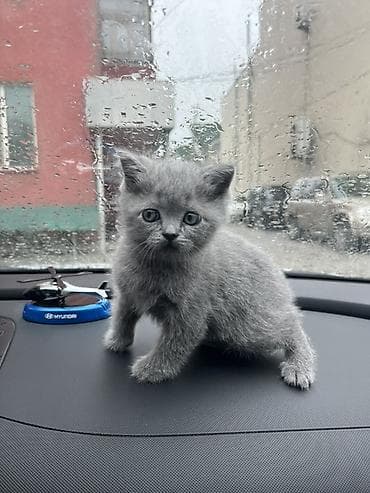 белый котенок с голубыми глазами купить: Британский короткошёрстный котёнок, окрас голубой (blue) - Порода — 2