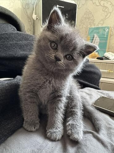 сиамская вислоухая кошка: Шотландские котята (окрас голубой) «Милые котята недавно родились 🐾 — 8