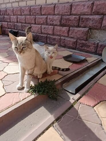 новорожденные котята: 🐾 Очаровательные котята ищут добрые руки! Наша кошка снова стала — 10