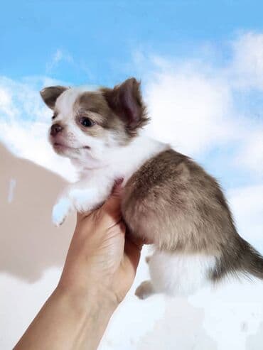 купить чихуахуа девочку: Чихуахуа, 2 месяца, Самец, С родословной — 2