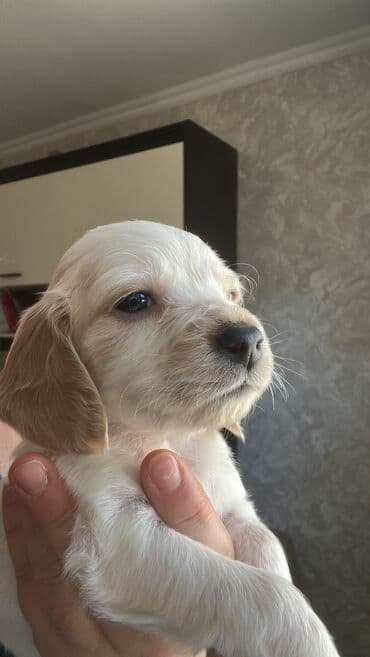 сколько стоит собака золотистый ретривер: Кокер-спаниель, 1 месяц, Самец — 12