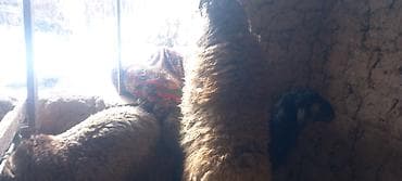 стришка барана: Продаю | Овца (самка) | Для разведения — 9