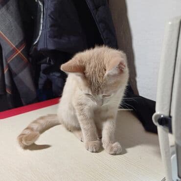 Вязка кошек: Кошка даром: Беспородная, 6 месяцев, Мальчик, Приучена к лотку — 7