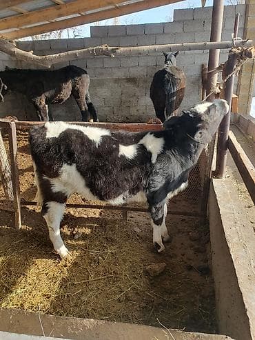 голштины: Продаю | Тёлка | Голштин | Для молока — 3