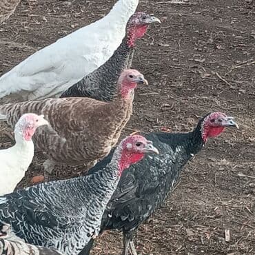 продать животных: Продаю | Петух | Домашняя | На забой — 2