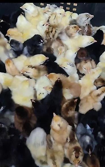 Сатам | Балапандар | Үй | Союуга, Көбөйтүү үчүн, Жумуртка туудуруу үчүн