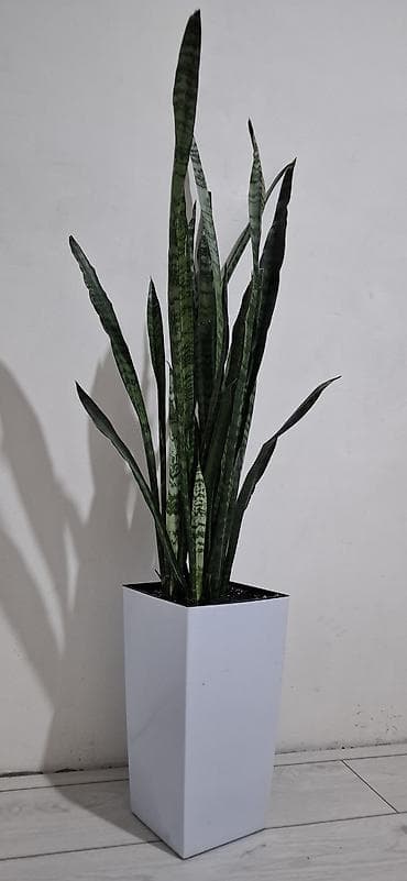 драценна: Сансевиерия (Sansevieria trifasciata, «тещин язык») в высоком белом — 1