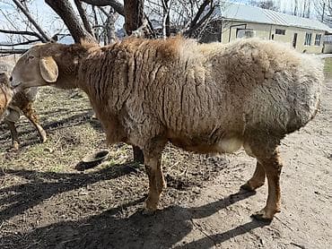 акита ину собака: Продаю | Баран (самец) | Арашан | Для разведения — 3