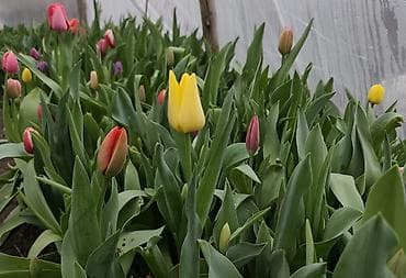 Үй жана бакча: Тюльпаны тепличного выращивания — срезка и декоративные луковичные - — 3