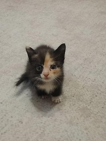 токмок котята: Отдам в добрые руки. Котята возраст месяц и дне недели. Кушают сами — 1