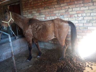 Продаю | Кобыла (самка) | Рабочий