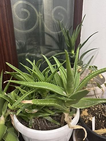 Декабристы: Алоэ вера и сансевиерия (щучий хвост) в горшках - Алоэ вера: кусты и — 7