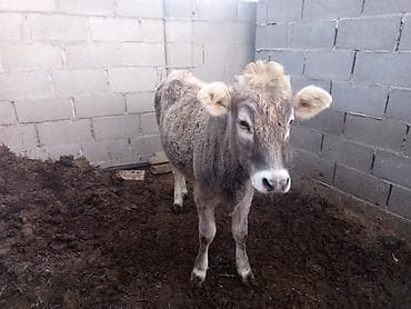 кошка беловодск: Сатам | Кунаажын | Бордоп семиртүү үчүн — 1