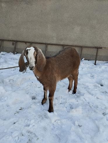 тайлар арзан: Продаю | Коза (самка) | Битал | Для разведения | Племенные — 4