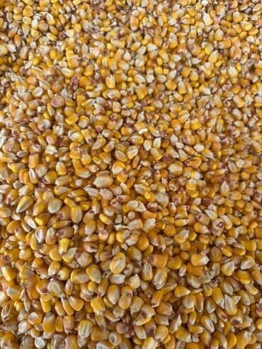купить ковры бу: Кукуруза Оптом, Самовывоз — 2