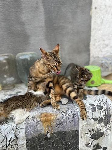 сеамская кошка: Бенгальская, 2 месяца, Мальчик, Метис, Приучена к лотку — 1