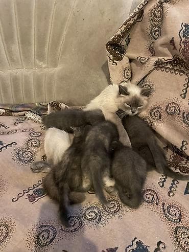 scottish fold: Отдам котят в добрые руки!!! Порода Сиамская — 2