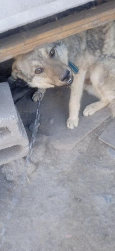 купить собаку фокстерьер: Собака среднего размера, на цепи. Окрас серо-палевый с темным — 3