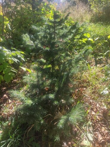 саженцы туя колоновидный: Ель (саженцы, живые растения) - Порода: ель обыкновенная/сибирская — 3