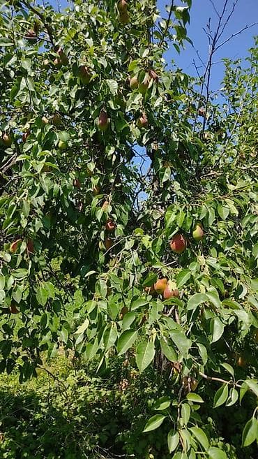 груш: Продается груша талгаркана 8-10 Га земли в совхозе алатоо. Цена 70 сом — 2