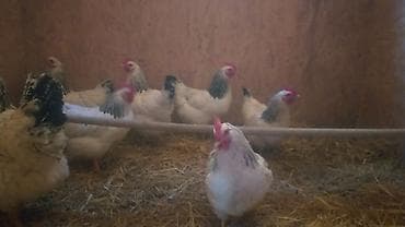 Продаю | Куры | Для разведения — 4