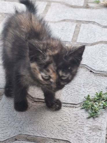scottish fold: Котята, пушистые, домашнего типа. На фото — два маленьких котёнка: - — 3