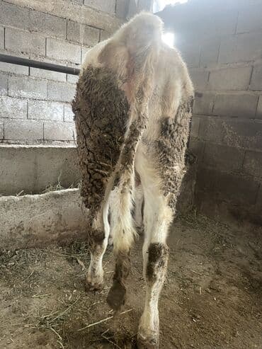 голуби птицы животный: Продаю | Тёлка | Алатауская | Для разведения, Для молока | Стельные, Нетель — 6