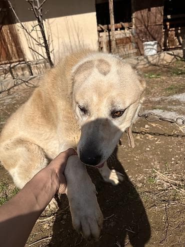 европейская овчарка купить: Собака крупной породы, светлого палевого окраса с густой шерстью. 2 — 6