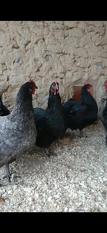 Айыл-чарба жаныбарлары: Сатам | Тооктор | Жумуртка туудуруу үчүн — 8