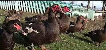 Зоотовары: Мускусные утки (индоутки), разный окрас: черный, черно-белый — 3