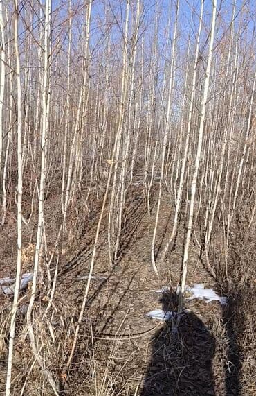 корзина для елки: Саженцы деревьев: Берёзы — 2