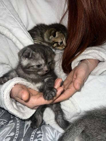 Милые котята от домашней кошки. - Возраст: примерно 3–4 недели (еще