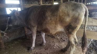 ловит мышей: Продаю | Корова (самка) | Для молока | Привязанные — 5