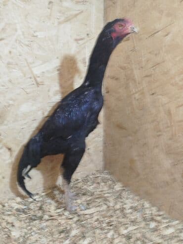 лоток для животных: Дакан короз сатылат алмашу жолдору бар адрес Заря Тынчтык конушу кочо — 5